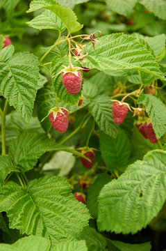 Several ripe red  raspberries growing
