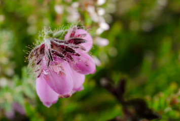 Fototapeta premium Glockenheide Erica (makro)