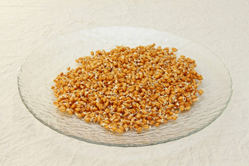 Germinated wheat grains on glass plate.
