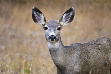 Alert mule deer (Odocoileus hemionus) stares at the camera, Grand Teton National Park, Wyoming