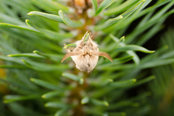 Nachtfalter, Draufsicht: Fühler