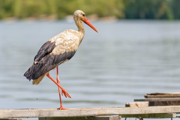 Old Stork on the Pontoon, Close to the Dnieper River in Kiev, Ukraine	