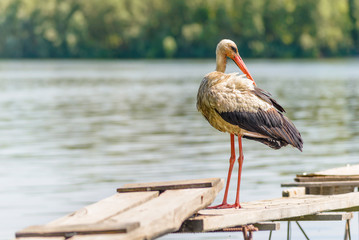 Old Stork on the Pontoon, Close to the Dnieper River in Kiev, Ukraine
