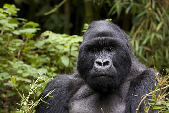 Silverback, mountain gorilla (Gorilla gorilla beringei), Kongo, Rwanda