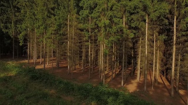 Aerial flight over forest landscape on a summer evening, view of tree tops