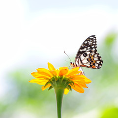 Butterfly on Zinnia flower