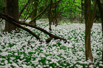Fototapeta premium wald voll knoblauchpflanzen