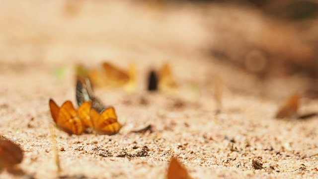 Butterflies are eat mineral on the ground, Select focus, Camera panning.