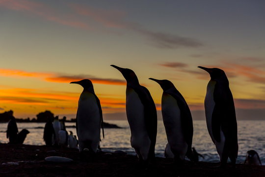 King penguin (Aptenodytes patagonicus) silhouetted at sunrise at breeding colony at Gold Harbor, South Georgia, UK Overseas Protectorate