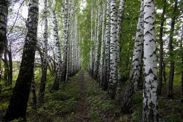 Birch Alley, made by human hands. Trees were planted in neat rows. And when they turned up flat alley. Photographing summer.
