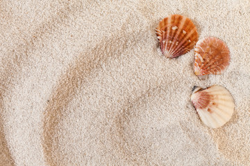 Fototapeta na wymiar Seashells On Sand