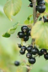 Куст чёрной смородины