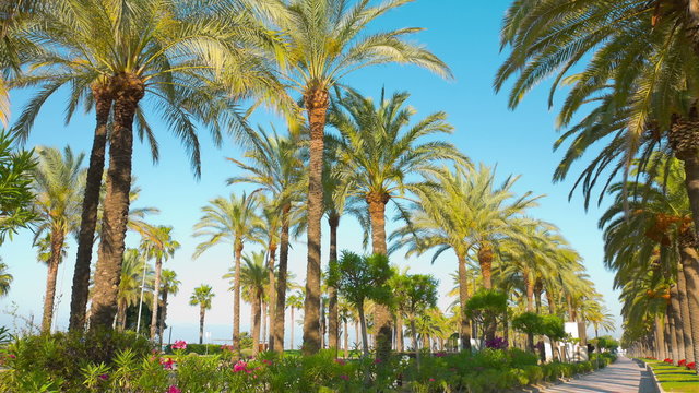 Summer vacations, palm trees alley