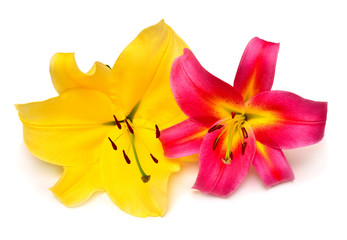 Two beautiful colored lily