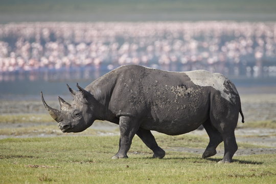 Black rhinoceros (hook-lipped rhinoceros) (Diceros bicornis), Ngorongoro Crater, Tanzania
