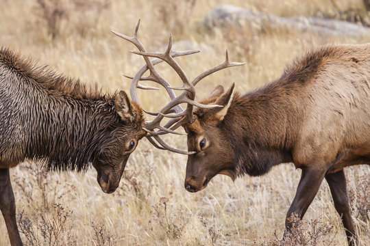 Bull elk (Cervus canadensis) fighting in rut in Rocky Mountain National Park, Colorado 