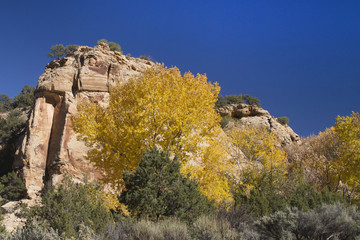 Cottonwood Trees chnage color in the fall.Canyonlands National Park, Utah