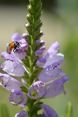 coccinelle
