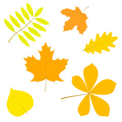 set of simple autumn leaves, isolated on white background, in ve