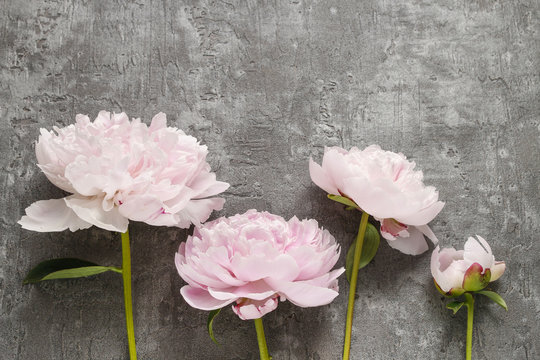 Pink peonies isolated on grey background