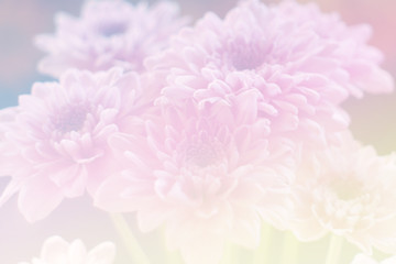 Sweet color flower for background design soft and blur style