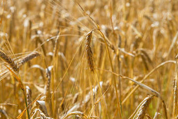Field of ripe wheat ears (selective focus)