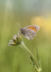 Schmetterling