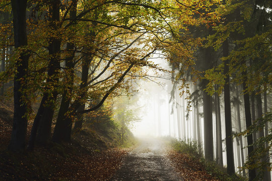 Autumn forest around Karlovy Vary, Czech Republic - Powered by Adobe