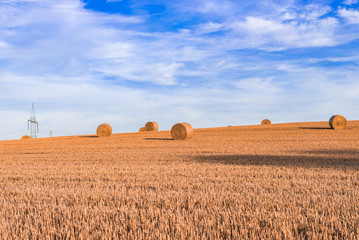 Fototapeta premium Runde Strohballen auf dem Feld
