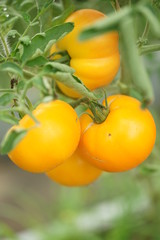 Помидоры в теплице