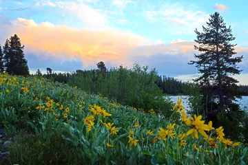 Sierkussen Natuurpark Dusk among wildflowers in Yellowstone National Park.  © bettys4240