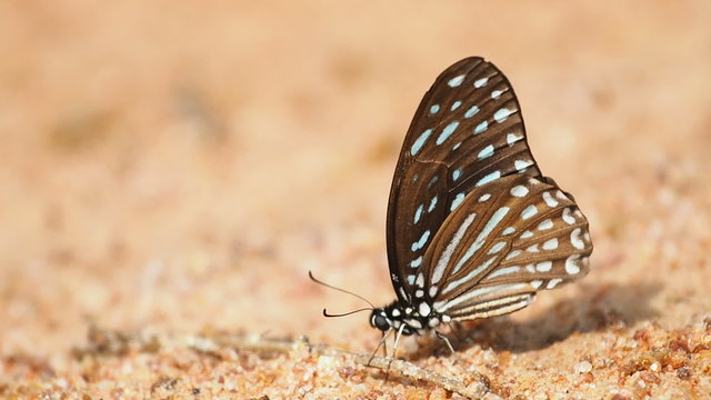Butterflies are eat mineral on the ground and urinate.