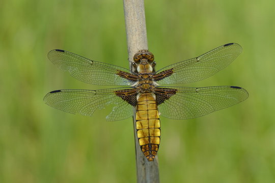 Female broad bodied chaser dragonfly (Libellula depressa) with one damaged wing resting on a reed stem, Wiltshire