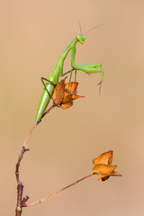 European mantis