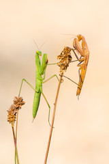 European mantis