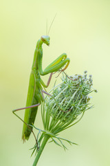 European mantis