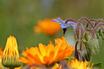 Borretsch und Ringelblumen