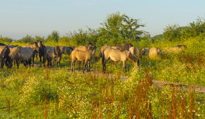 Naklejka na ściany i meble Herd of wild horses along a the shore of a lake in summer
