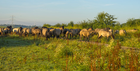 Herd of wild horses along a the shore of a lake in summer