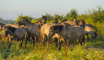 Herd of wild horses along a the shore of a lake in summer
