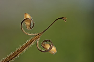 Samen des Wiesen-Storchschnabels (Geranium pratense)