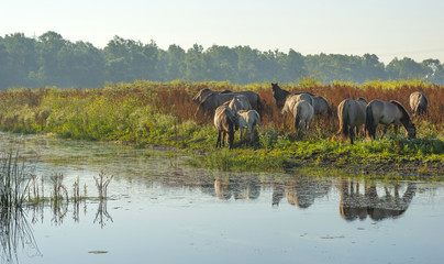 Herd of wild horses along the shore of a lake in summer © Naj