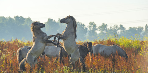 Prancing horses along the shore of a lake in summer © Naj