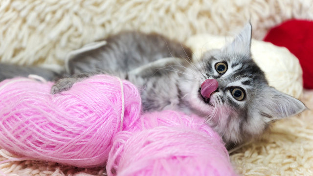 Fluffy Gray Kitten With A Pink Ball Of Yarn