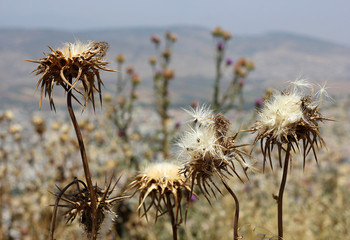 Obraz premium deflorate thistle flowers as a symbol of bad environment