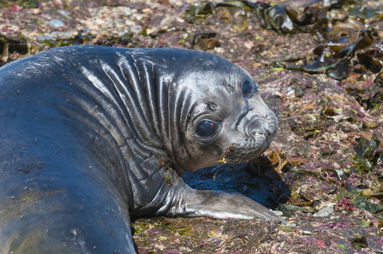 Elephant seal on Punta Ninfas, Chubut, Argentina