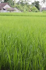 Rice cultivation