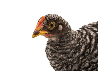 chickens