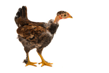 chickens