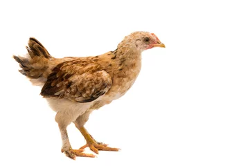 chickens
